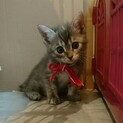 生後1ヶ月の可愛い子猫たち、兄弟妹で譲渡希望