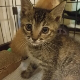 子猫の家族になって下さい！