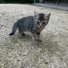 とってもかわいい甘えん坊！多頭飼育崩壊より サムネイル2