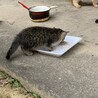 とってもかわいい甘えん坊！多頭飼育崩壊より サムネイル4