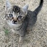 とってもかわいい甘えん坊！多頭飼育崩壊より サムネイル6