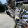 とってもかわいい甘えん坊！多頭飼育崩壊より サムネイル7