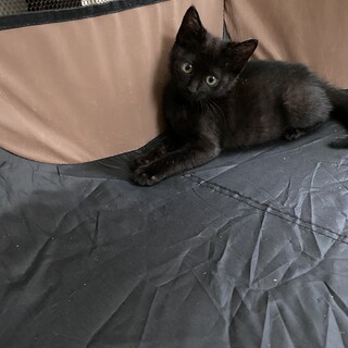 募集一時中止　生後2ヶ月過ぎのスズちゃん