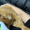 べったりねんね