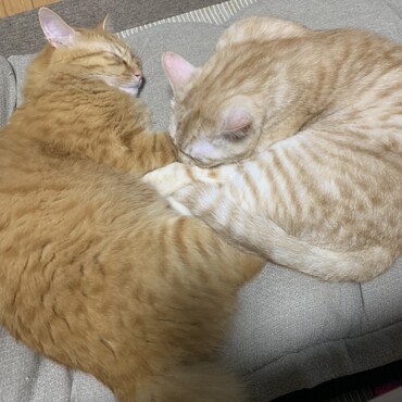 仲良し兄弟