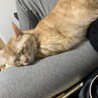 膝の上でねんね