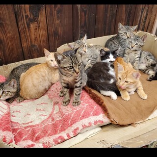 多頭飼育崩壊の子猫達