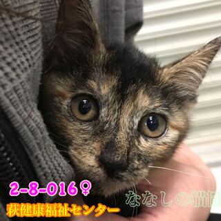 兄妹で収容 可愛いサビちゃん 016