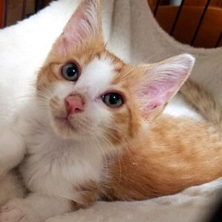 元気いっぱい♡可愛すぎる茶白ちゃん