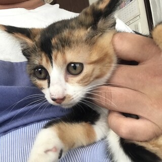 可愛い三毛 里親様募集！！