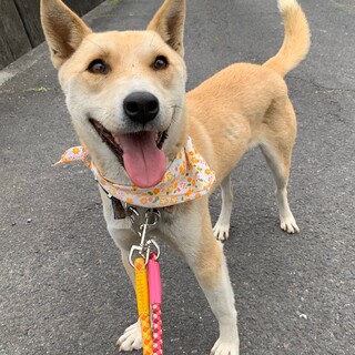慎重派だけど忠犬！ジョン君