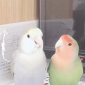 コザクラインコ　ペア