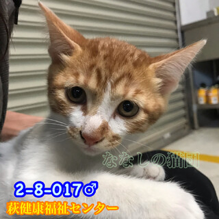 兄妹で収容 可愛い茶白君 017