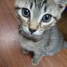 生後2ヶ月オス子猫 サムネイル2