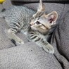 生後2ヶ月オス子猫 サムネイル3