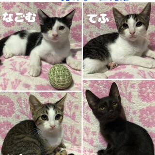 性格よし　男4兄弟  見学大歓迎