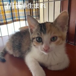 保護猫の里親会 サムネイル2