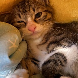 保護猫の里親会 サムネイル3