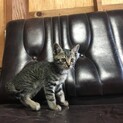 キジトラ4匹、黒猫1匹の兄妹