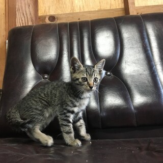 キジトラ4匹、黒猫1匹の兄妹