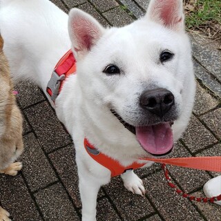 紀州犬♀️百合　推定3歳