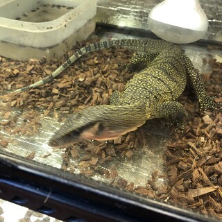 カールシュミットモニター