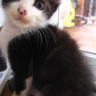 のんびりポワンなハチワレくん