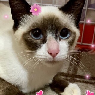 OS-912　シャム・ブルーアイ♪