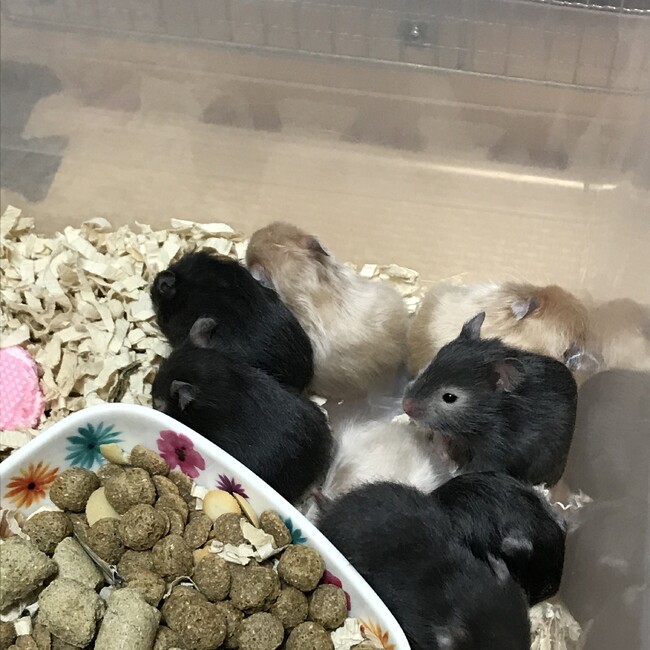 せいにゃのカバー写真