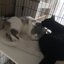 うちの子になりました。