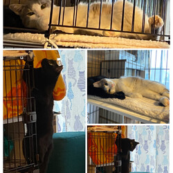 「うちの子になりました。」サムネイル2