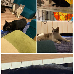 「うちの子になりました。」サムネイル3