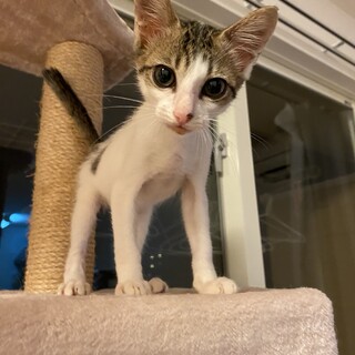 他で里親さんが決まりました