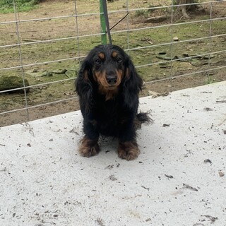 ダックスの女の子(一旦停止します)