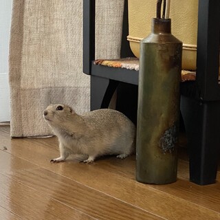 リチャードソンジリスの里親さん募集