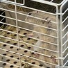 リチャードソンジリスの里親さん募集 サムネイル3