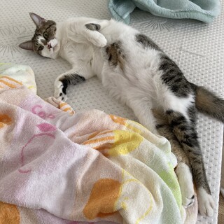 ★人懐こいくねくねキジシロ男の子きーちゃん★