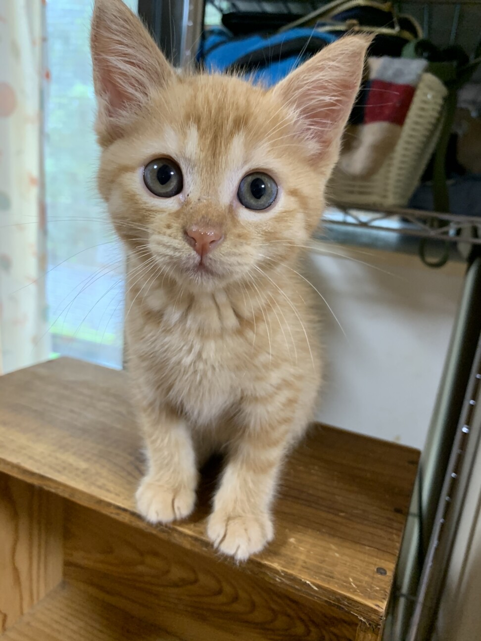 ふんばり親子猫 茶トラ FNyKo_eVkAMXm4L.jpg