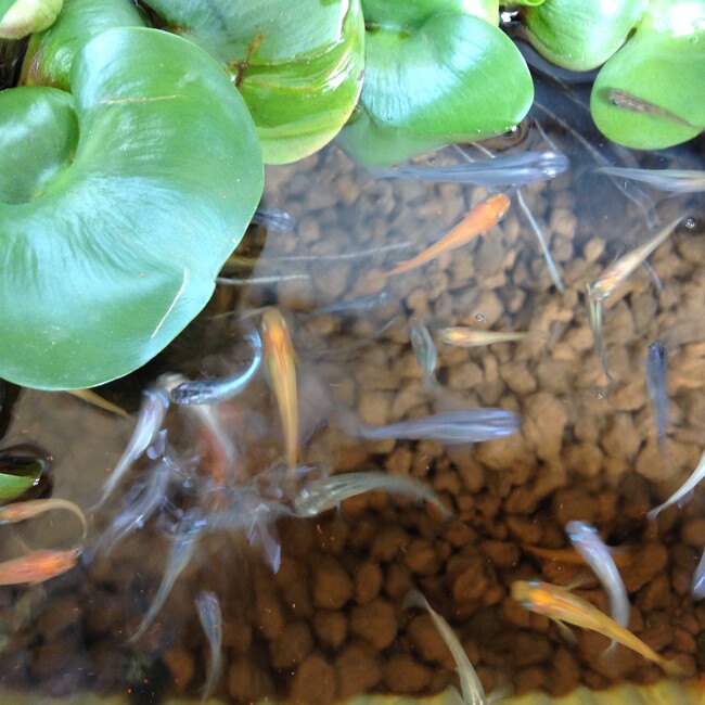 ハチクロのカバー写真