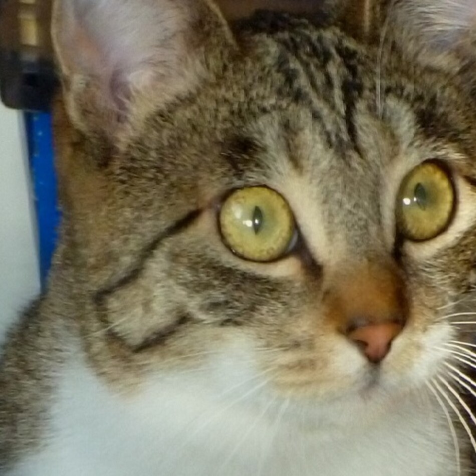 ハナのカバー写真