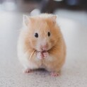 ハムスターの赤ちゃん