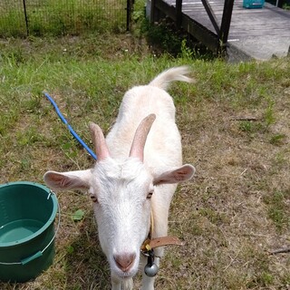 メス1歳ザーネン種の里親募集中！