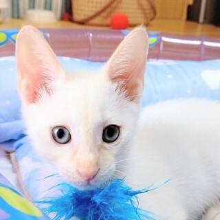 グリくん…トライアルが決まりました。