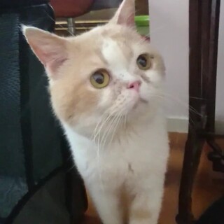 かわゆい甘えん坊ワガママ王子(一時停止中)