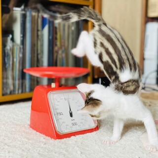 背中はウリ坊、お顔は子猿！愛嬌たっぷり子猫ちゃん。