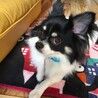 ヤヨイやよい