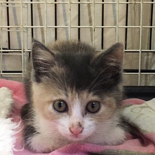 ぱすてる三毛ちゃん
