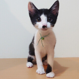 元気で甘えん坊な黒白くん☆動画あります♪