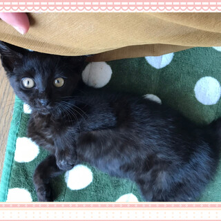 膝からおりない甘々クロちゃん☆動画あります♪