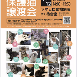 保護猫譲渡会